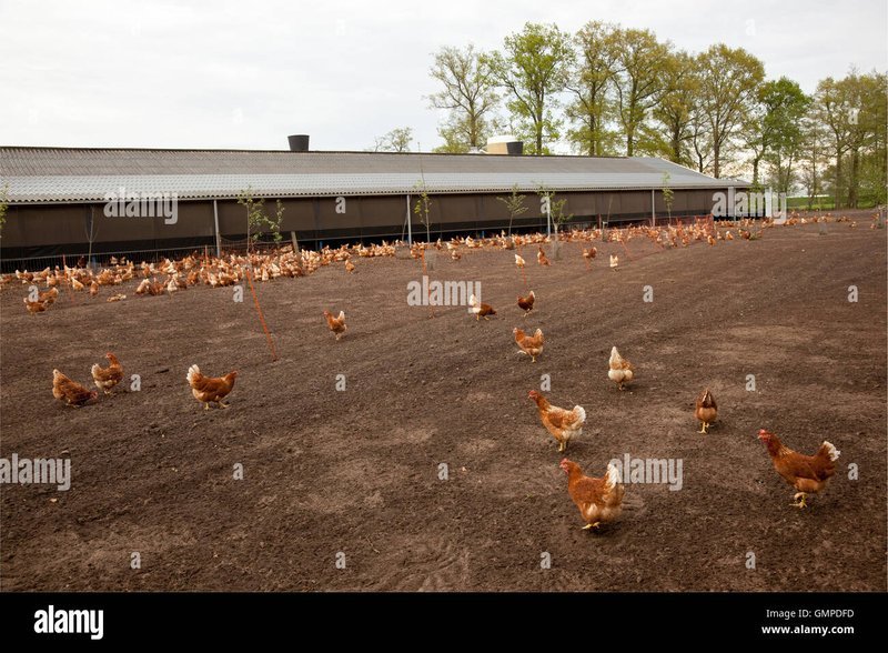 Een Kijkje op Chicken Road: Spelletjes, Demo's en Gokspellen Online in Netherlands